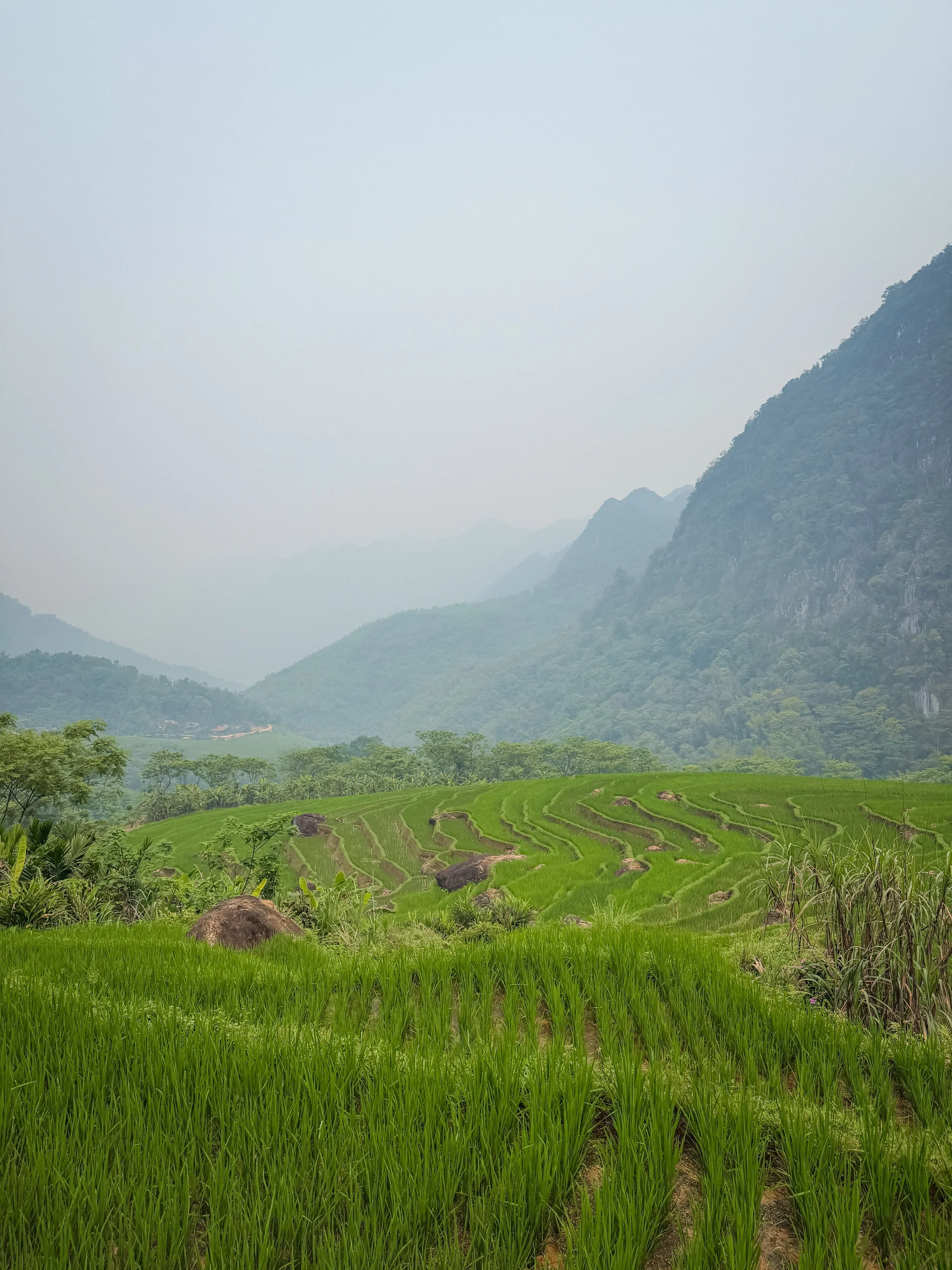Vietnam_Koning Aap_IP-203.jpg