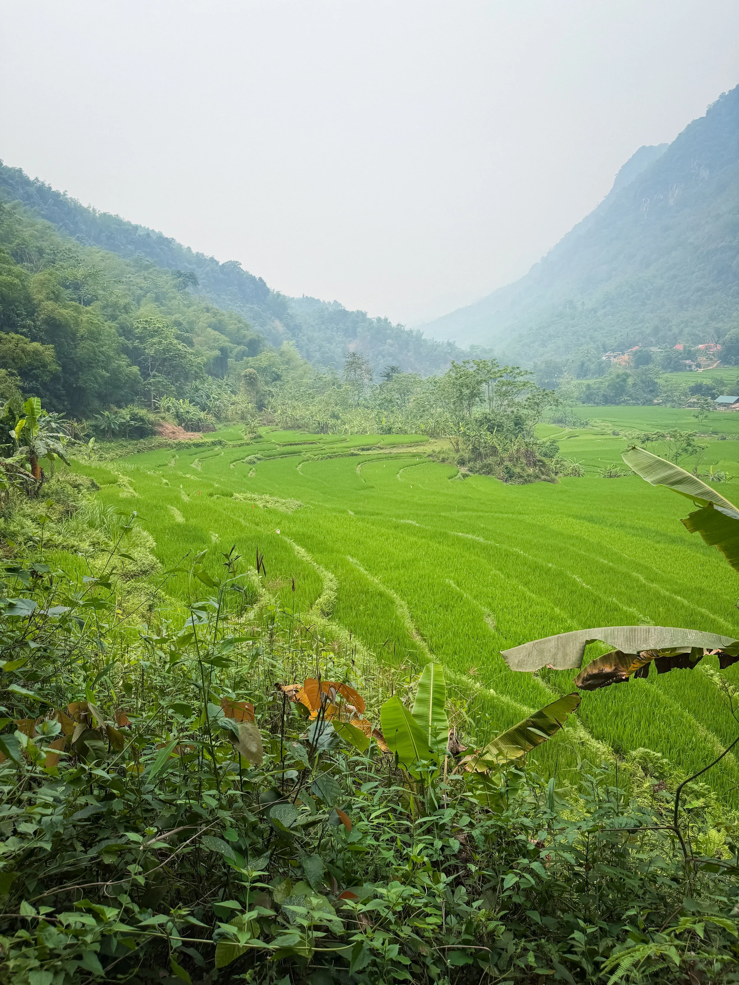 Vietnam_Koning Aap_IP-211.jpg