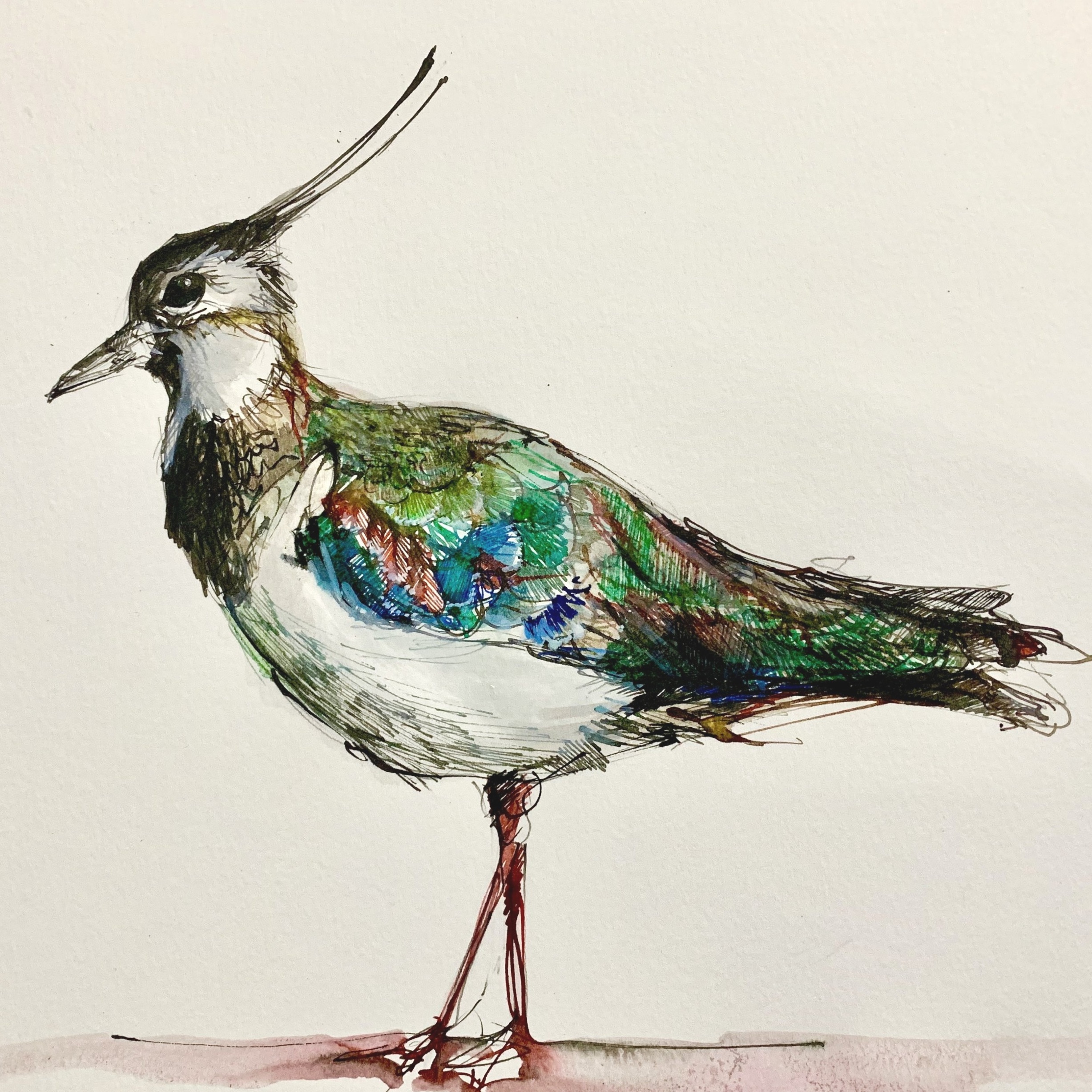 Lapwing