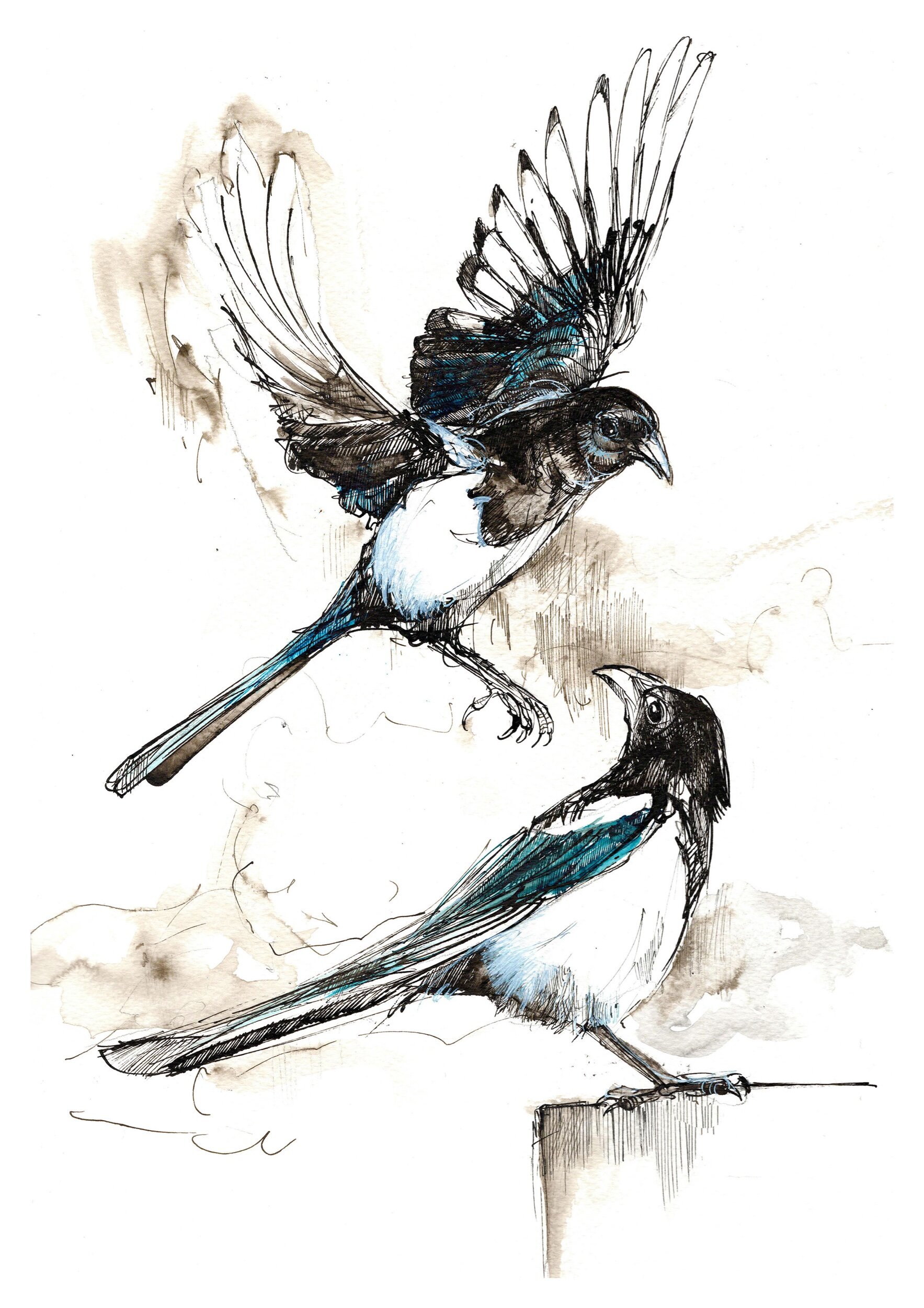 Magpies - two for joy_22.jpeg