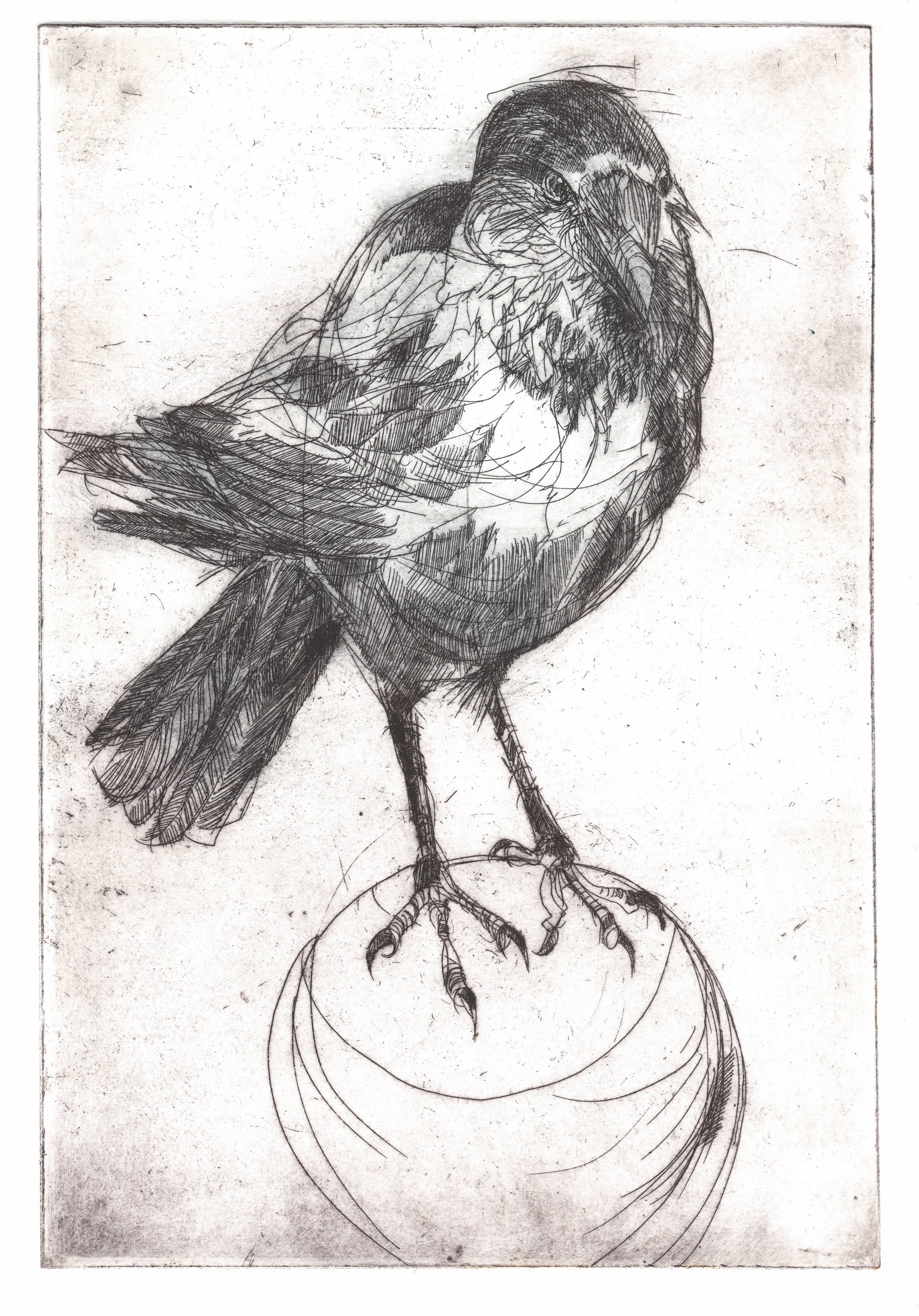 Crow on a bowling ball - Etching 