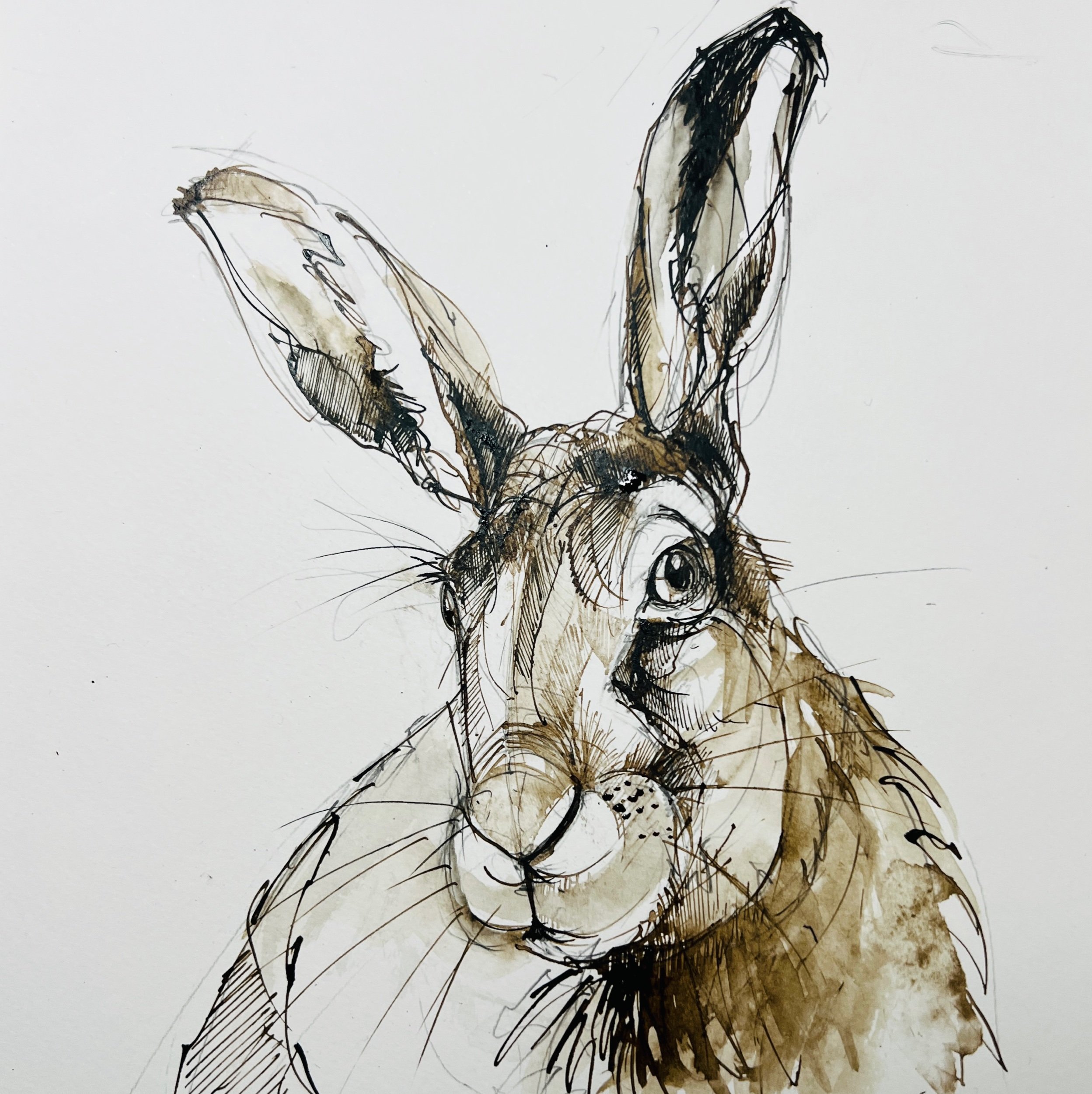 Hare - pen and ink sketch