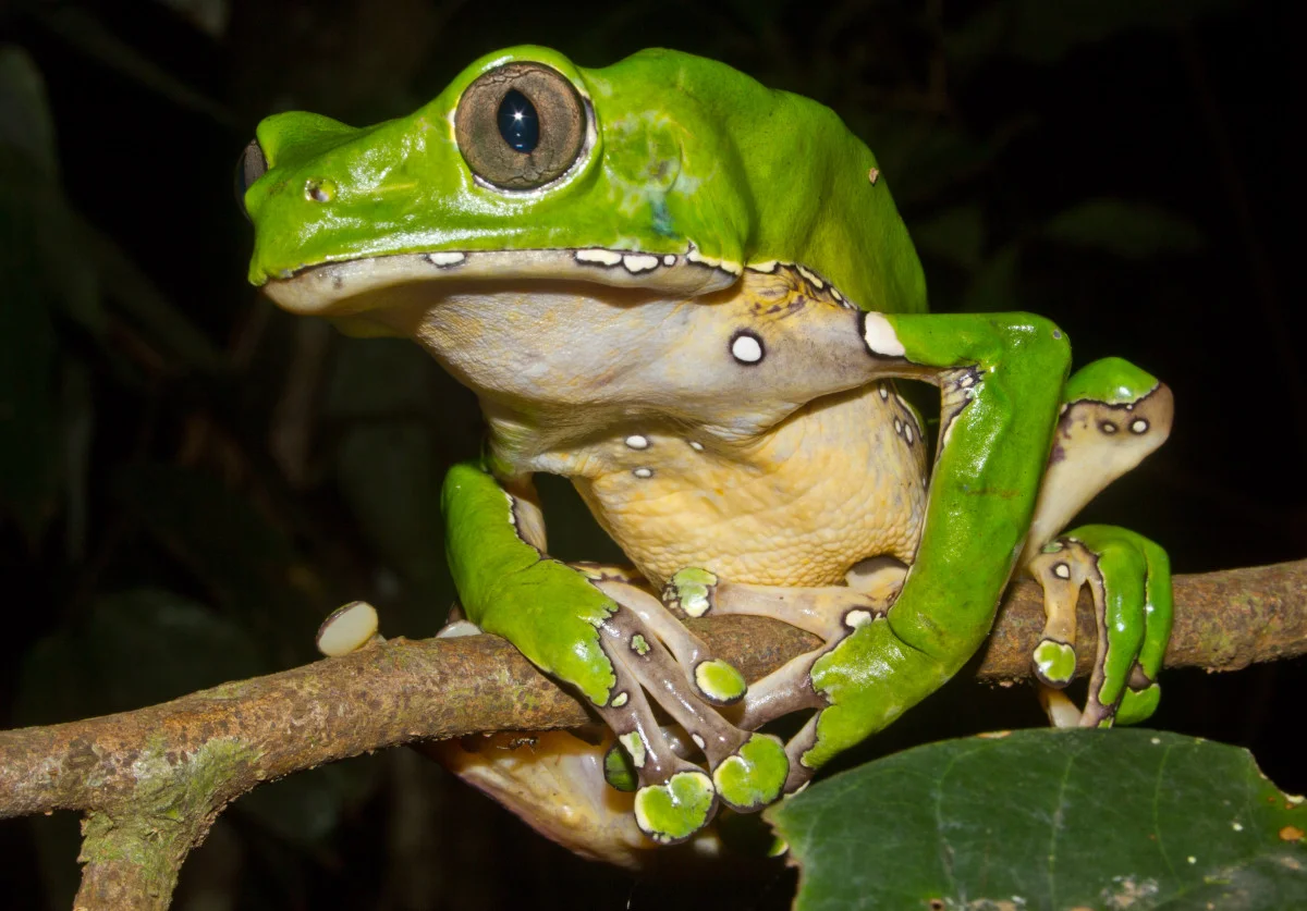 kambo-frog-medicine.jpg