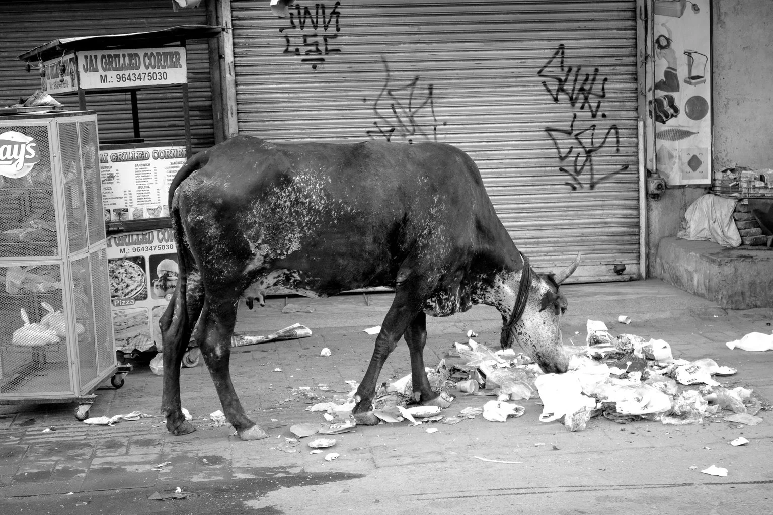 It pays to be a cow in India. Sacred to the Hindu religion (Main Bazar, Paharganj)