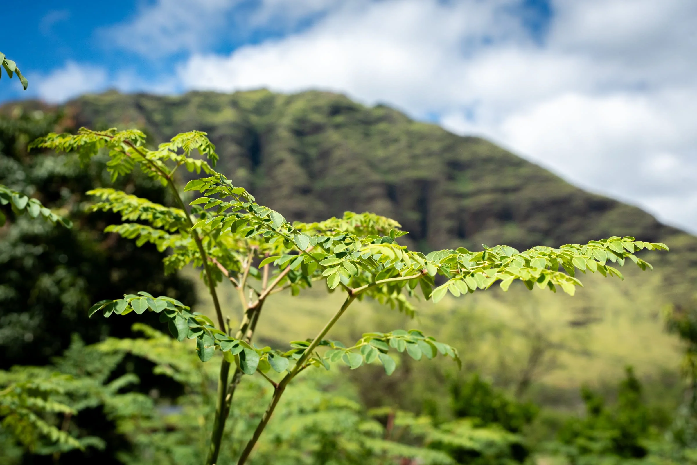moringa-leaves-mountain-shop.jpg