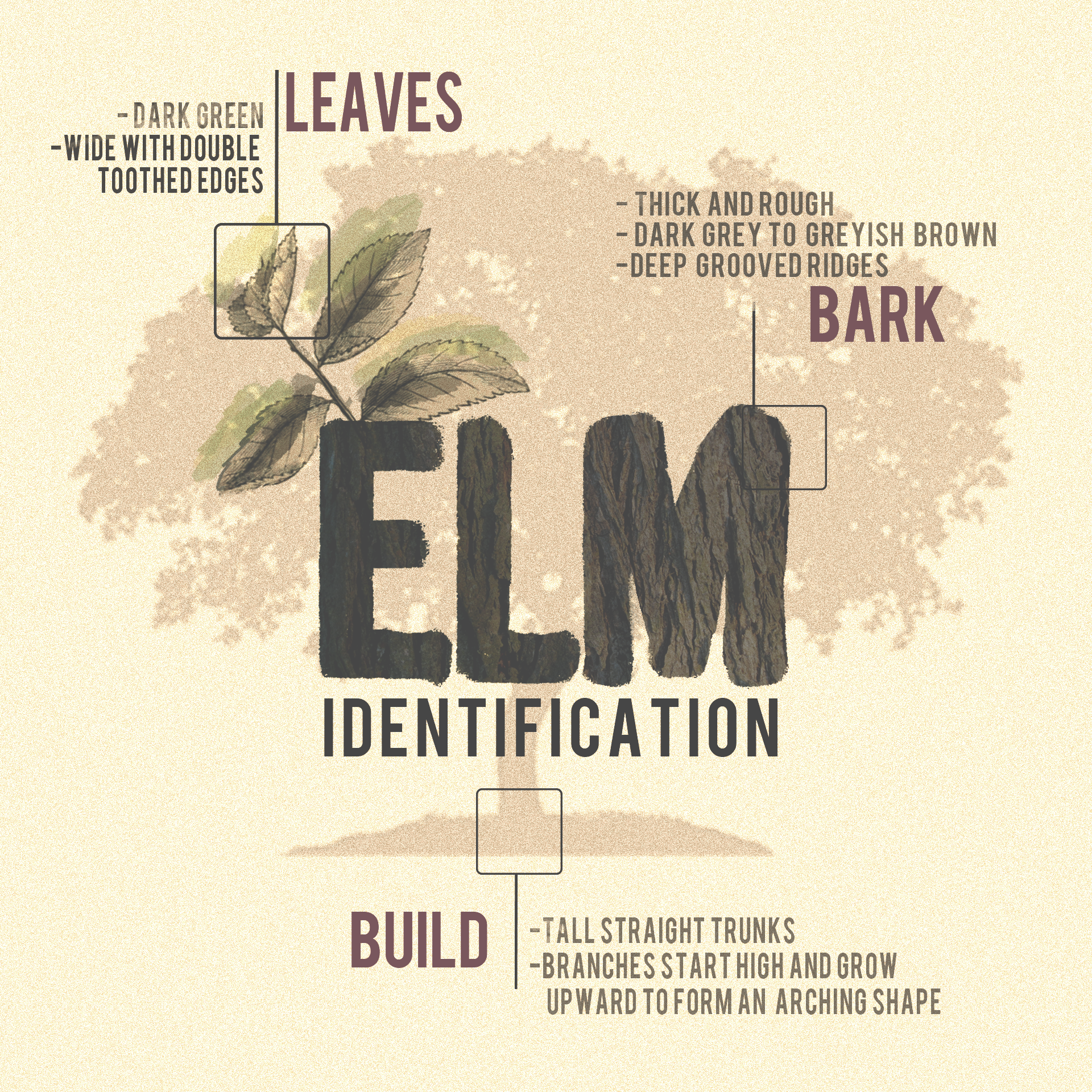 elm-ARBS.png