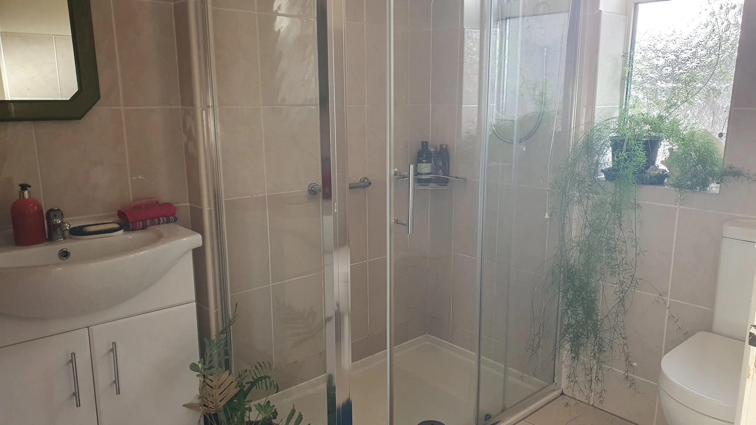shower plant.jpg