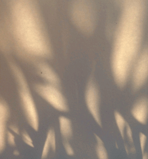 shadow.gif