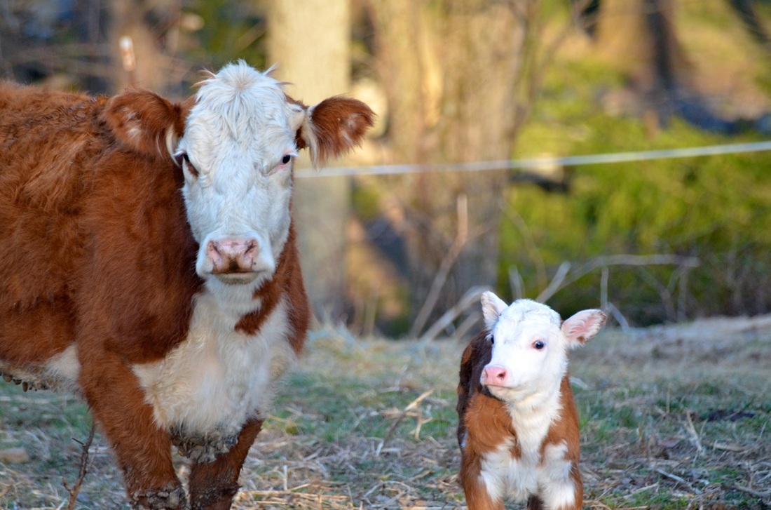 New heifer calf