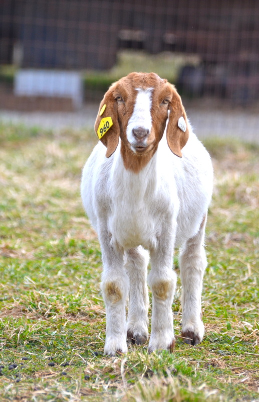 A yearling goat