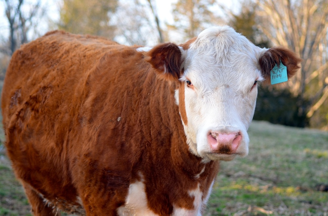 One of the show heifers