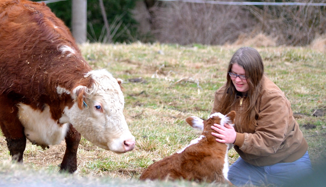 Emily with a new calf