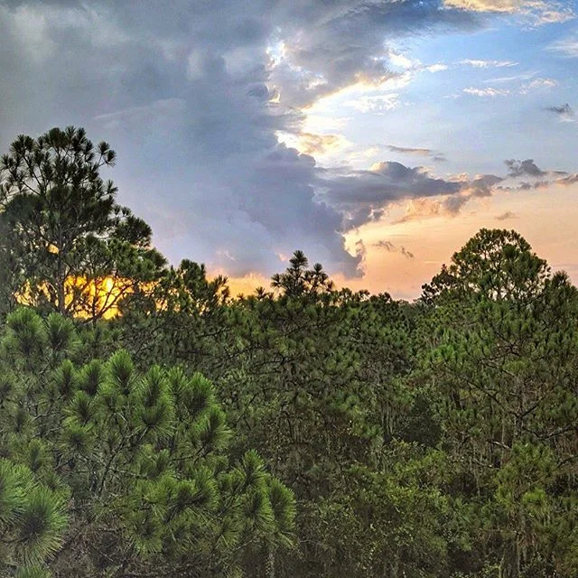 The view from the top is a beautiful thing!
#treeumph