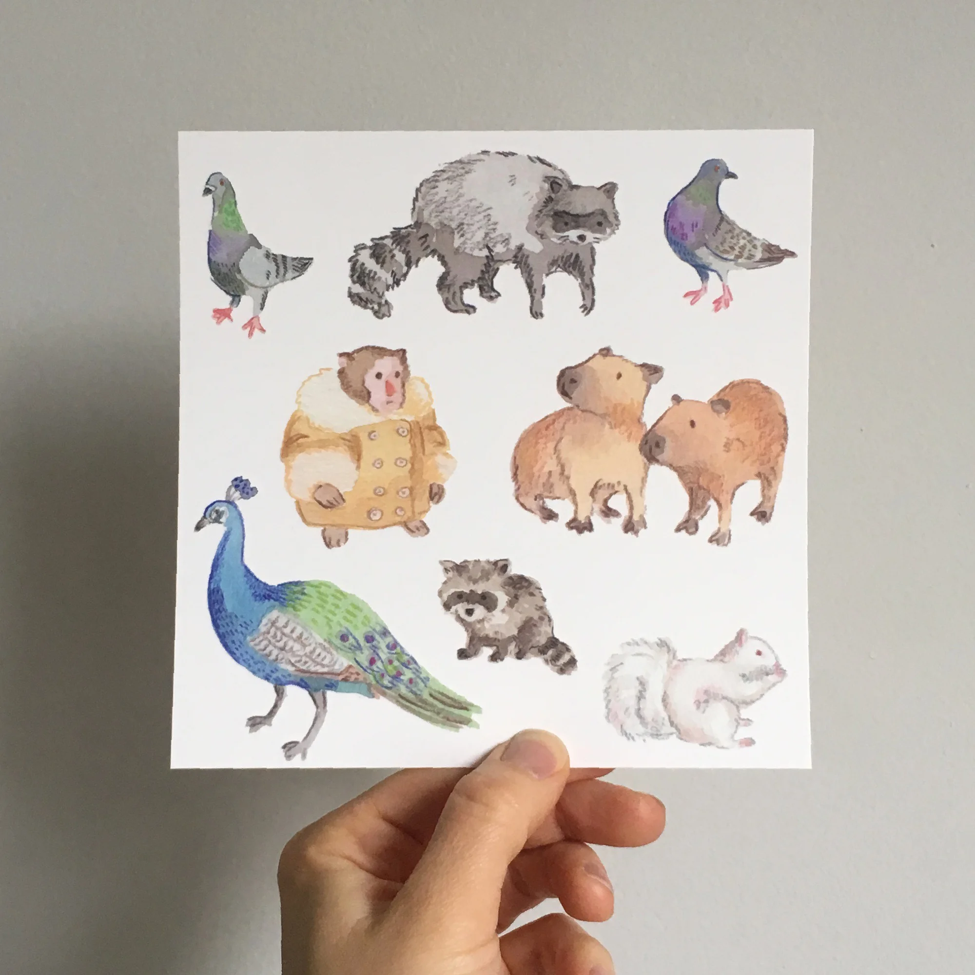 Toronto Animals square postcard.jpg