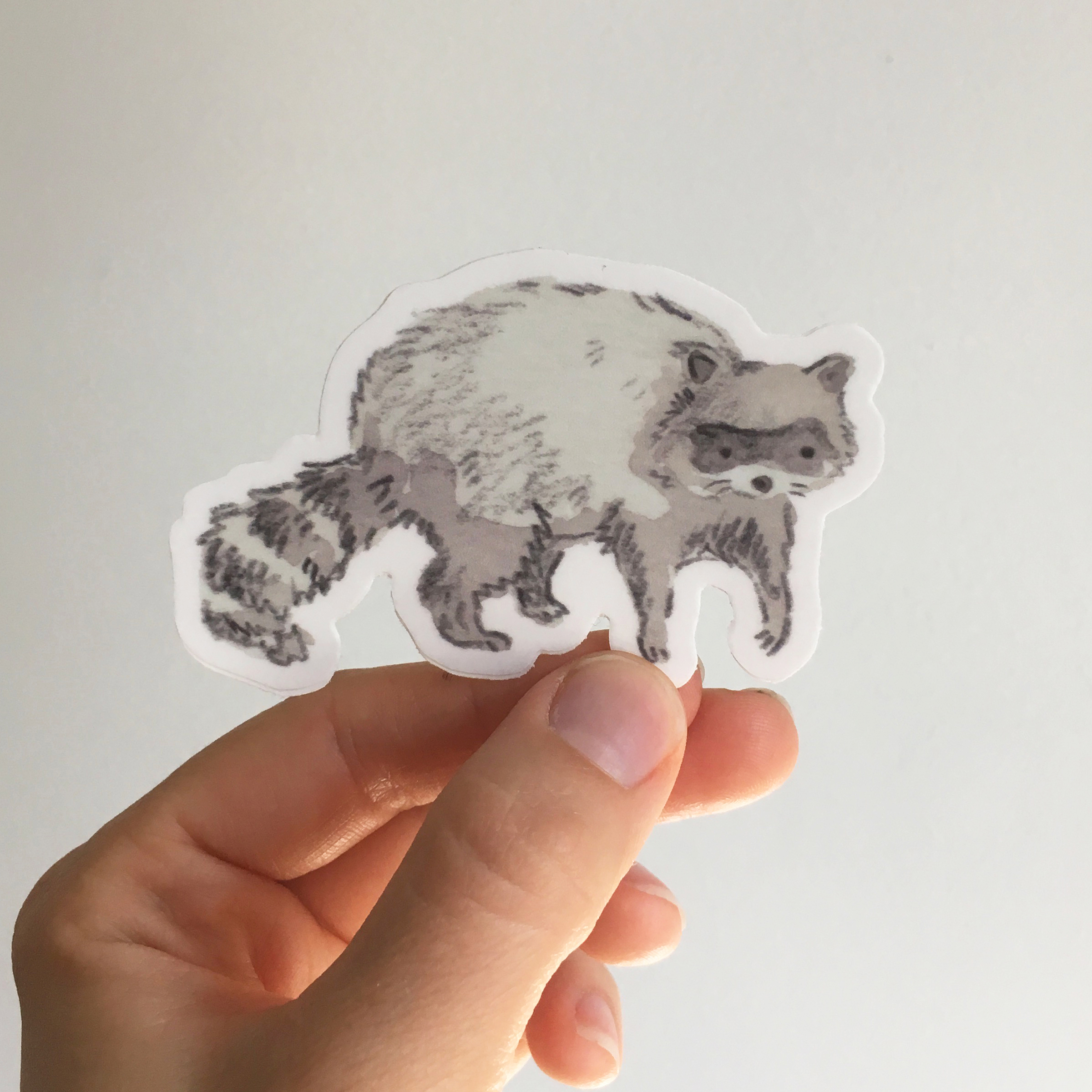 Raccoon sticker square copy.jpg