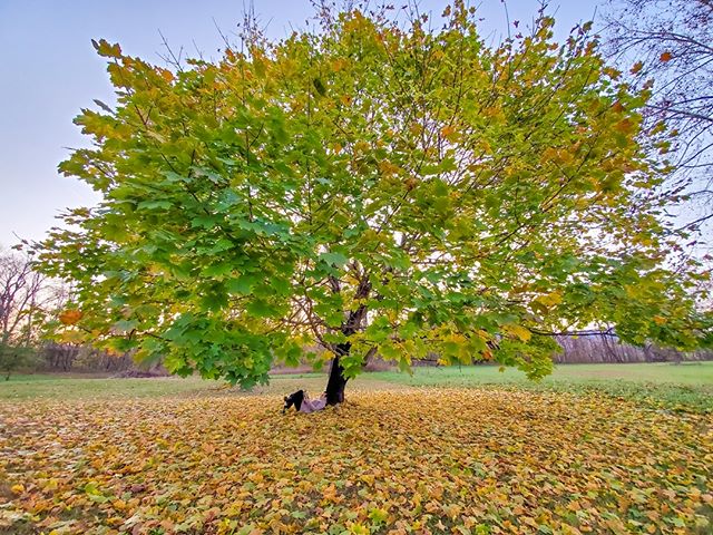 Enjoying fall at the farmhouse. Not looking forward to cleaning up all those leaves though! #fallcolors #fall #november #farmhouse #reading #instagood #fallvibes #cabinlife