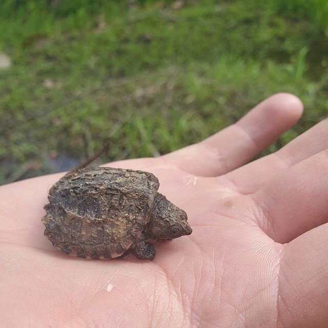Found this little guy in the yard.
