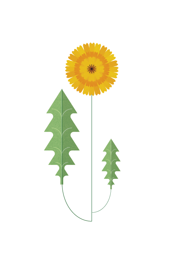 SC_dandelion.png