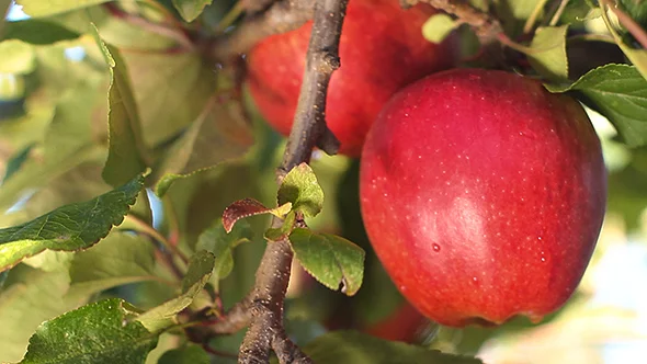 apples.jpg