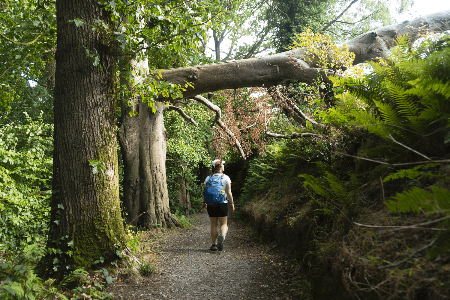 Boyne Valley Camino - May 2026