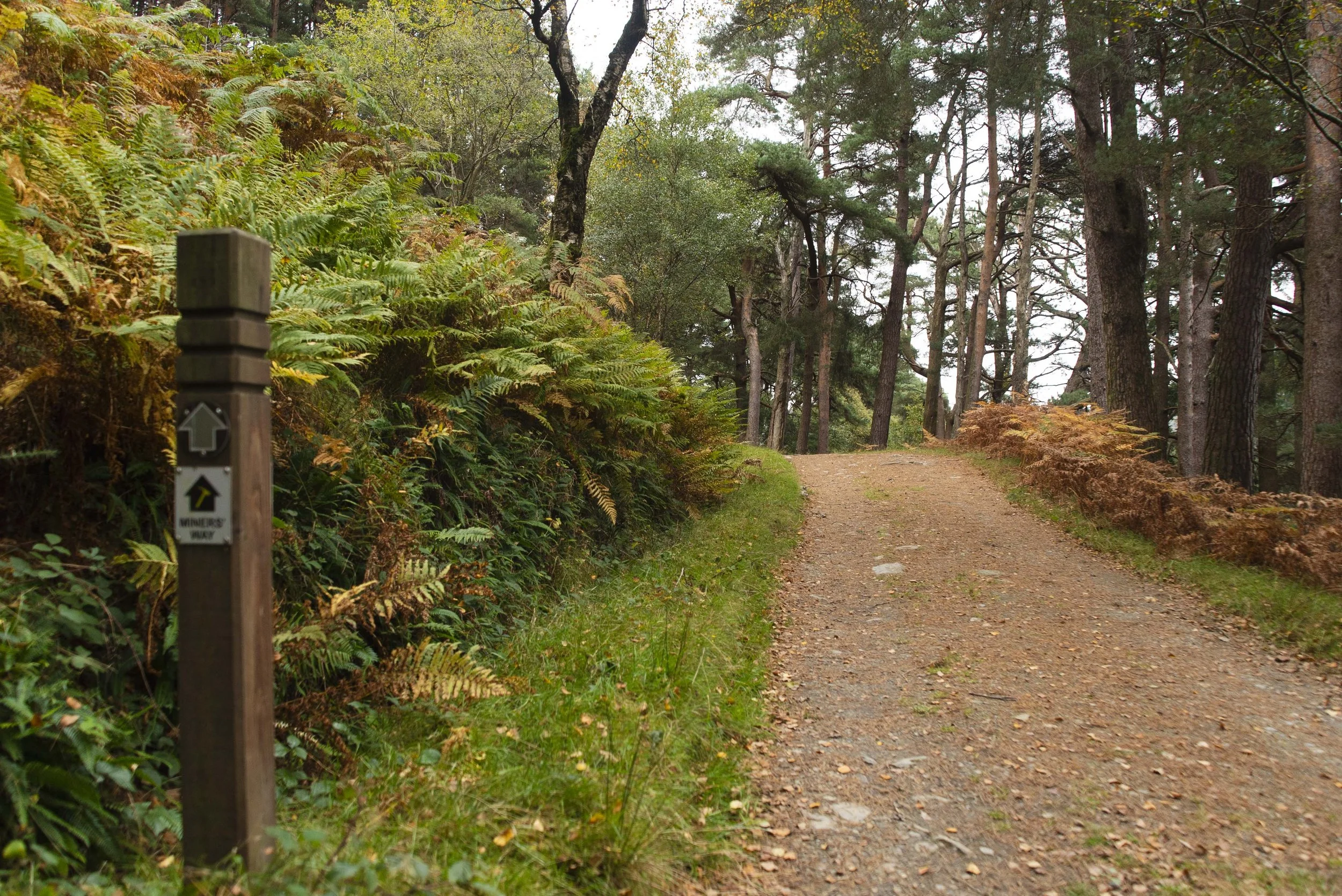 miners-way-wicklow-2025-08918.jpg