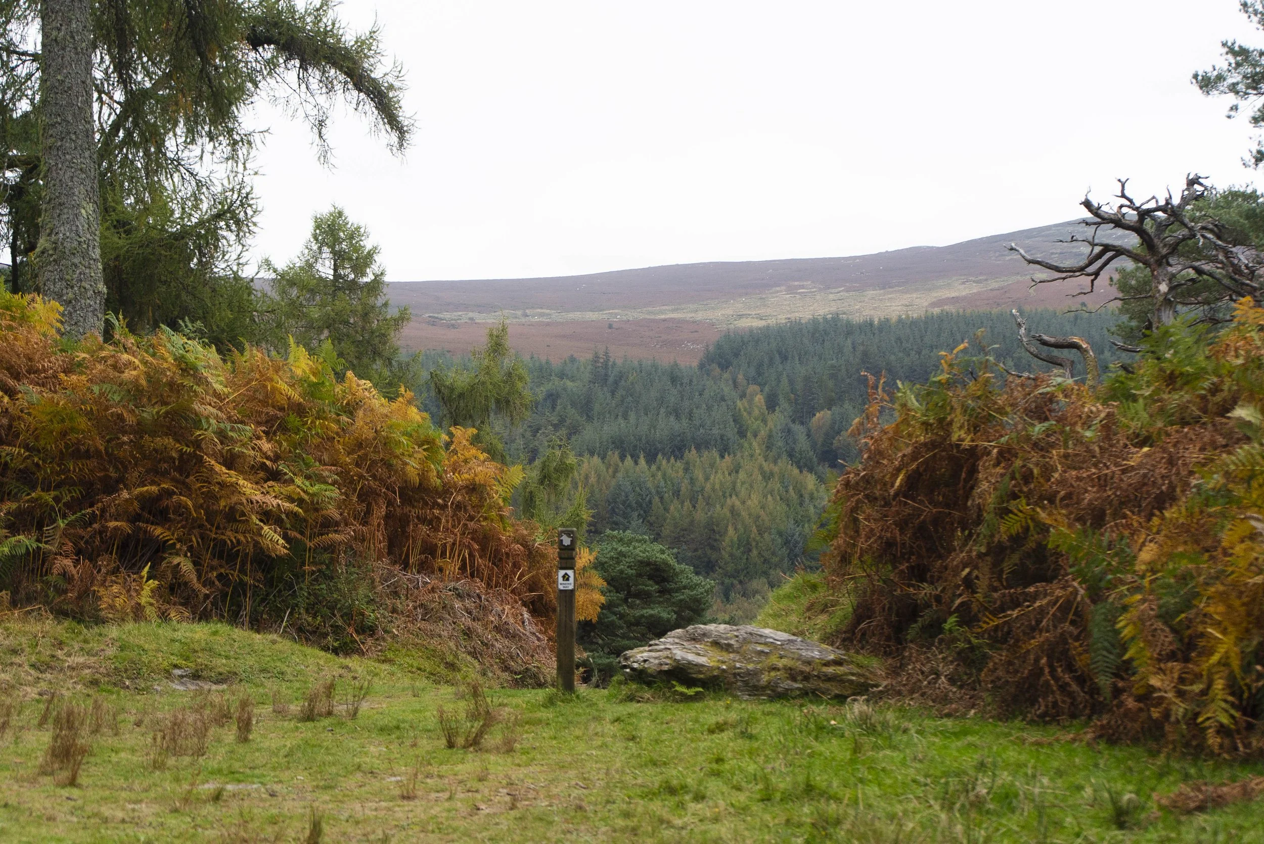 miners-way-wicklow-2025-08943.jpg