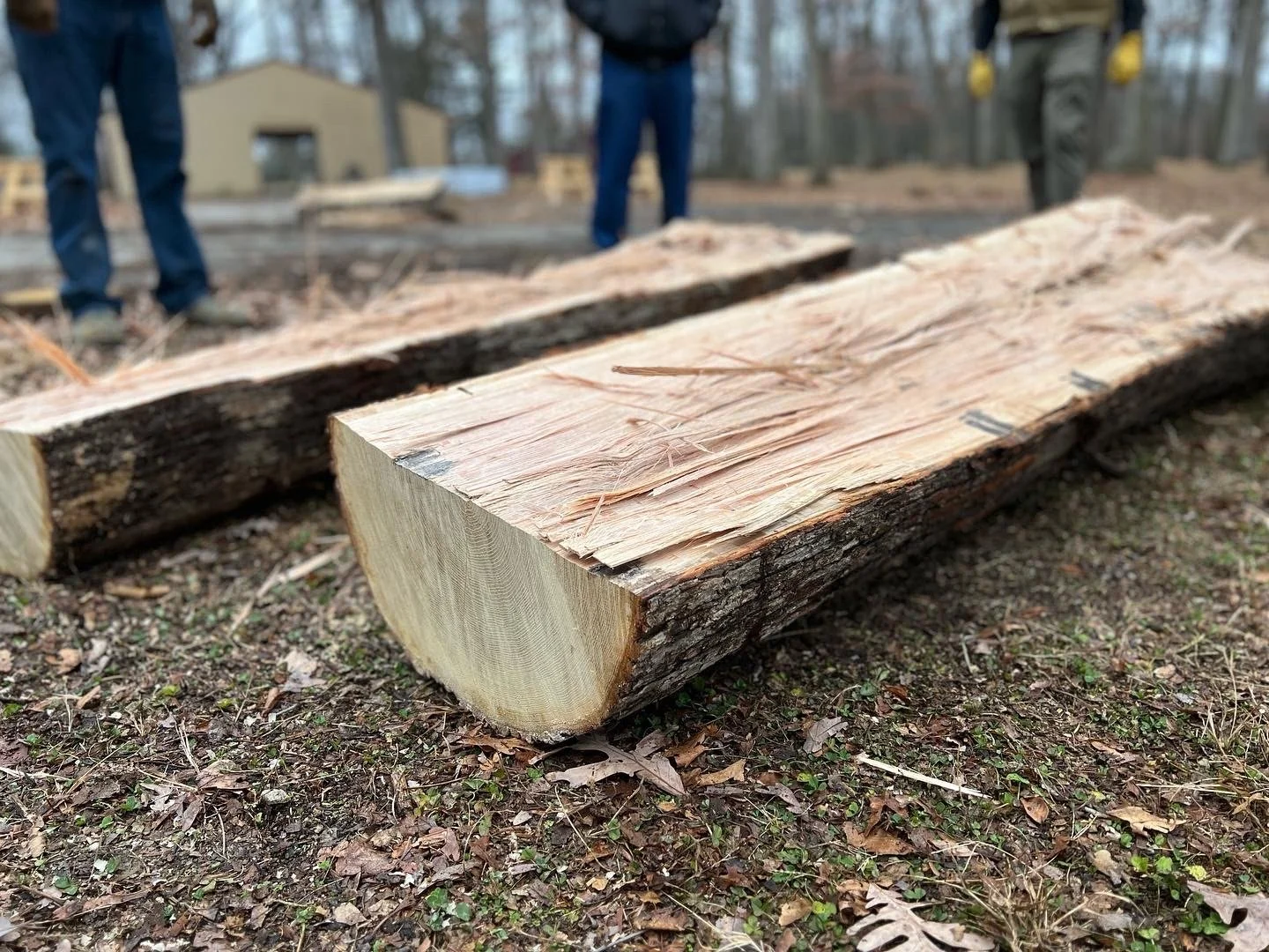 Wood Species Identification — Sam Beauford Woodworking Institute