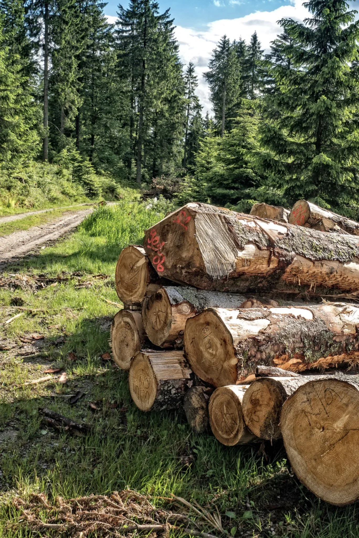 Timber in 2026: A Big Year at SBWI