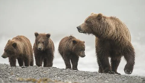 BrandonTBrown-grizzly-LC-9_large.jpg