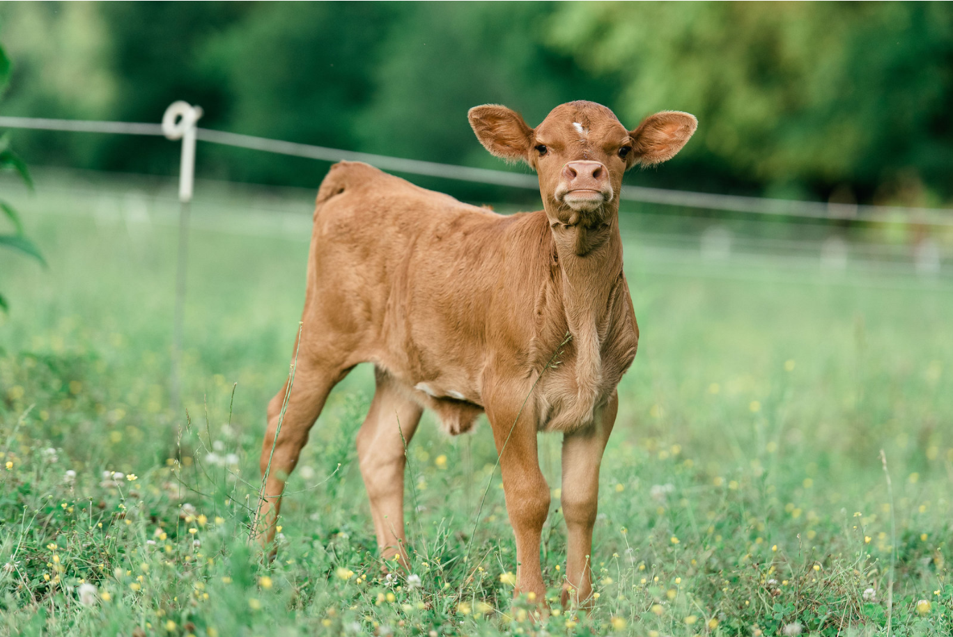 Calf.PNG