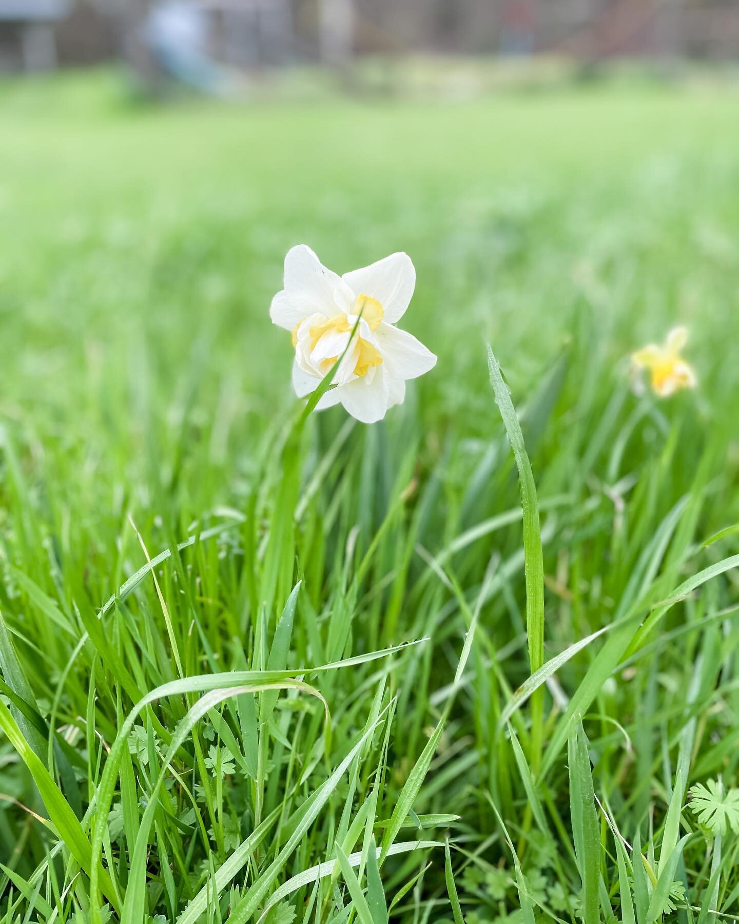 Happy Easter. Last daffodil, until next year. 🌿

#easterbunny #easterflowers #daffodil #buttercup #farmliving #cloverbellfarm