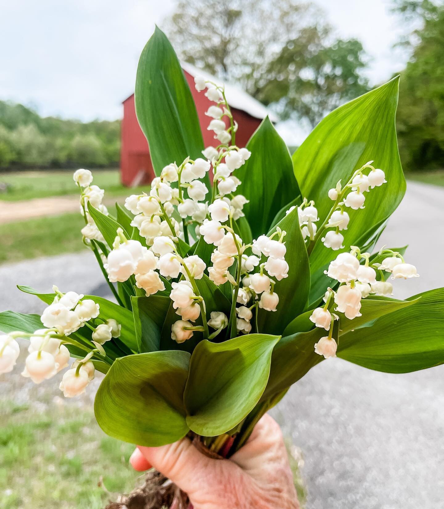 Bouquet of the Day. 💐Bringing back a favorite daily happy. 
 1 - Lily of the Valley (Convallaria majalis) 
2 - Fleabane +
Wood geranium 
3 - Star of Bethlehem (Ornithogalum umbellatum) 

Disclaimer: All picked on my farm. 

#bouquetoftheday #wildflo