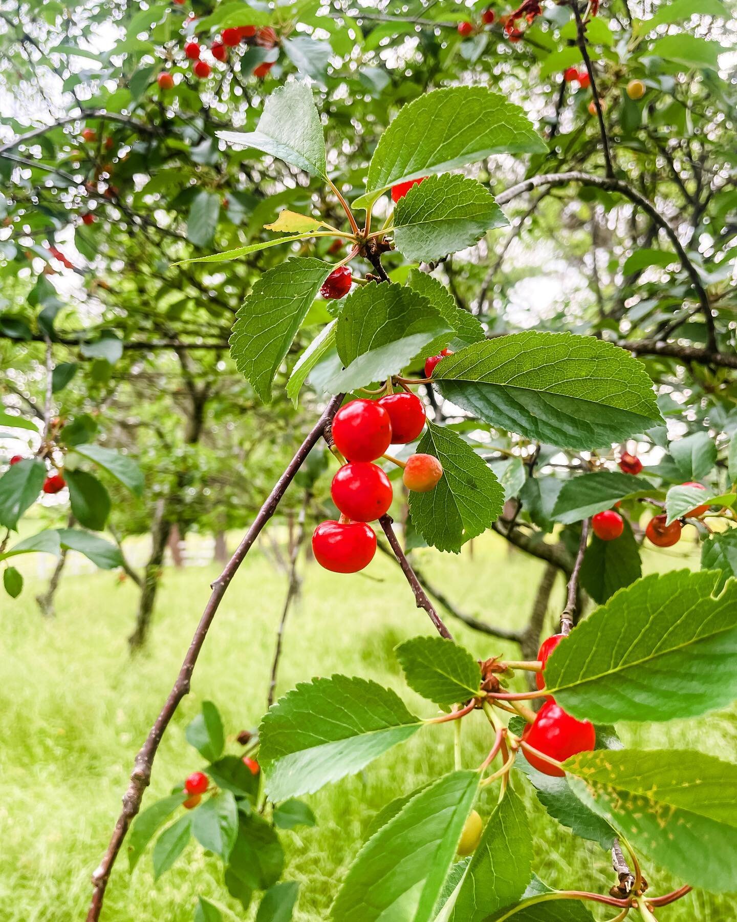 🍒Winning! looks like beating the woodpeckers to the cherries this year. 🥧 #cherryonthetop 

#earlybird #woodpecker #cherry #cherrypie #cherryblossom #farmlife #orchard #tennesseefarm #cloverbellfarm