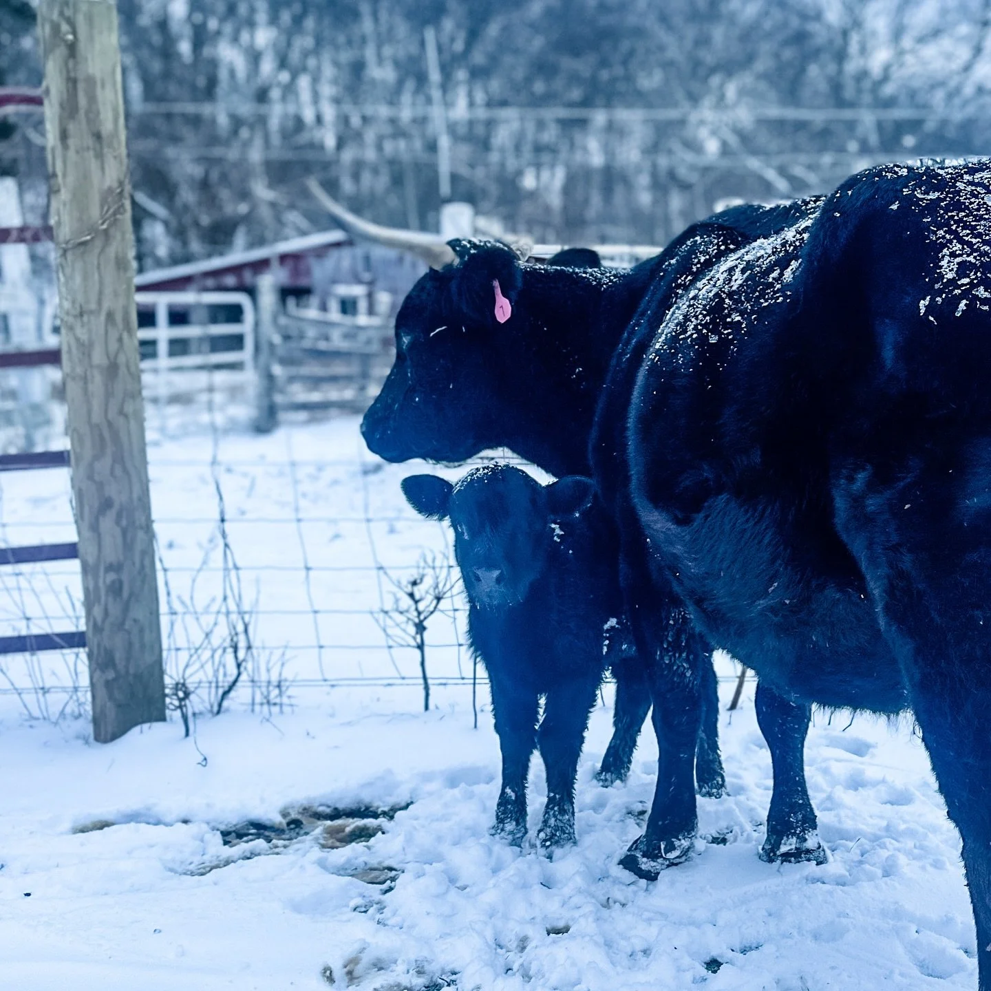 ⚫️ Ink Blot knows how to stay warm. 
Reminder: Cow’s body temp is over 100° and they are all just fine in the snow today. They literally have steam coming off of them. No need to worry. (No need to send me DM’s asking how I can leave