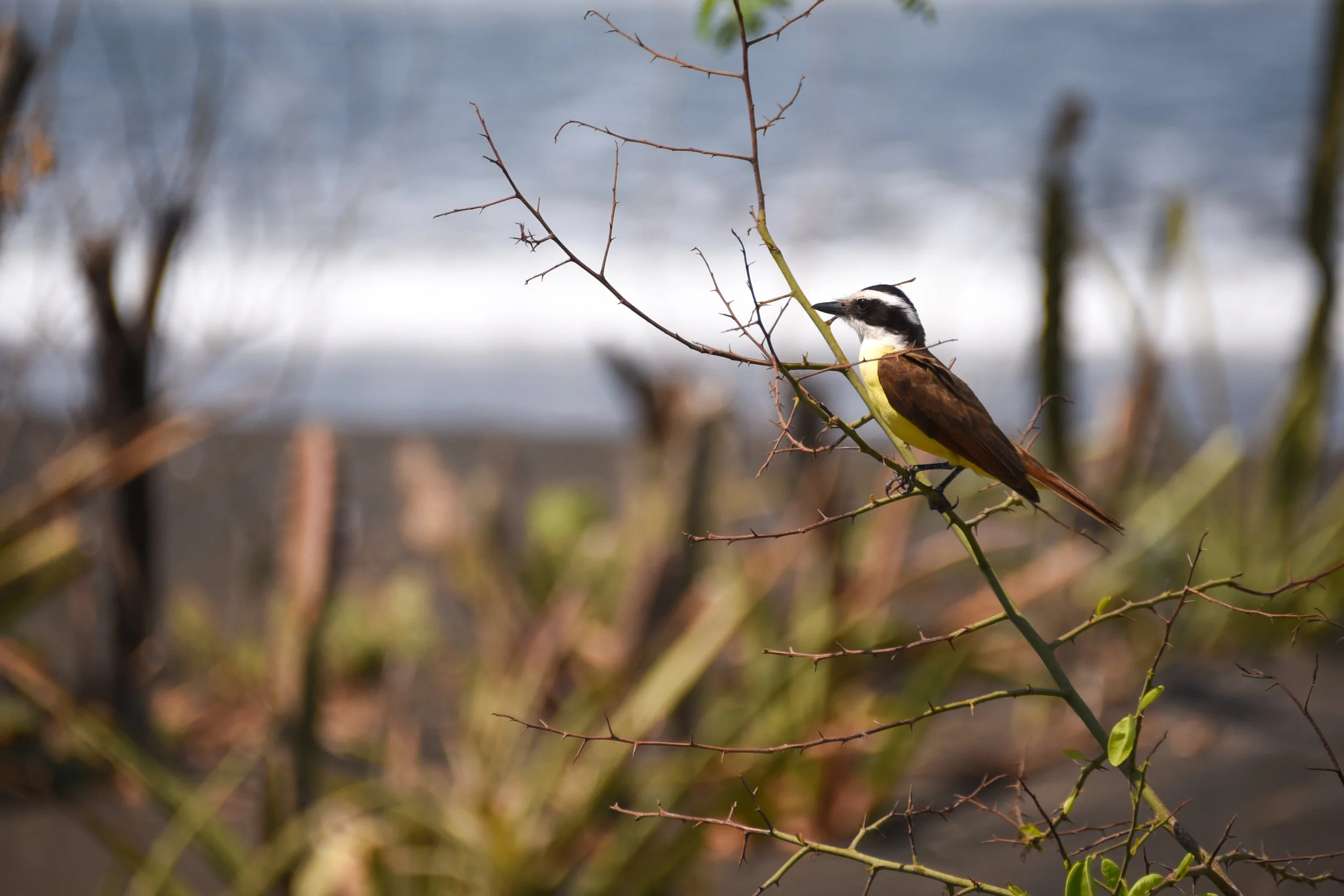 DSC_2794.jpg