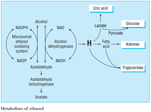 Alcohol Metabolism.PNG