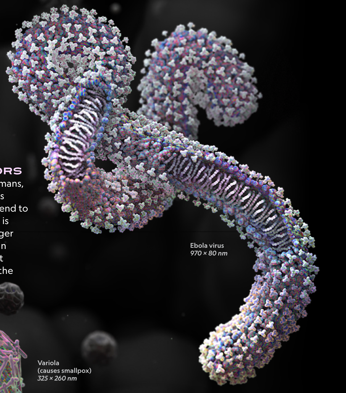 Ebola Virus Image.png