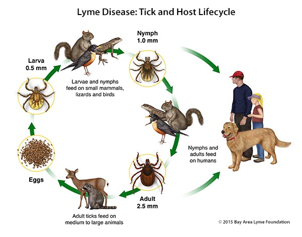 Lyme Disease Cycle.jpeg