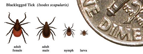 Blacklegged aka Deer Tick.jpeg