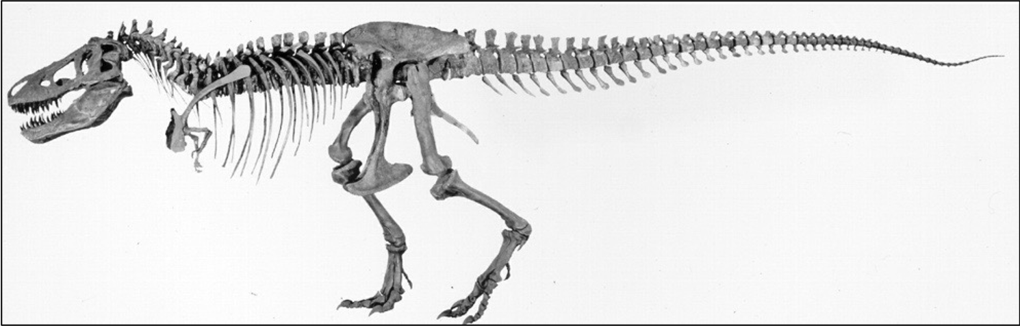 T-Rex Skeleton.png
