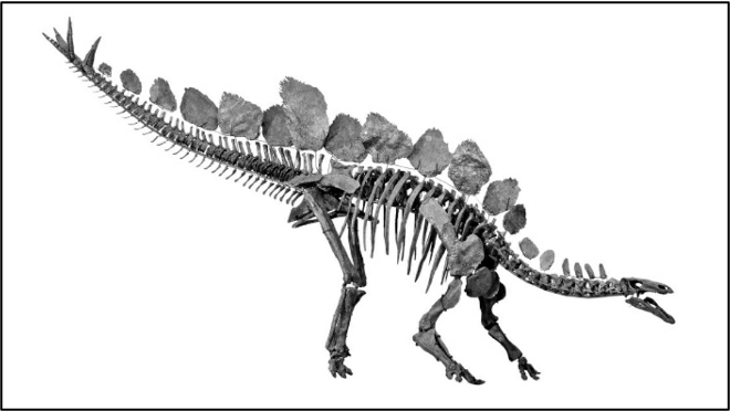 Stegosaurus.png