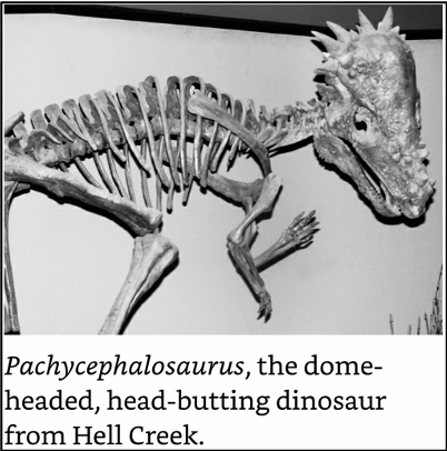 Pachycephalosaurus.png