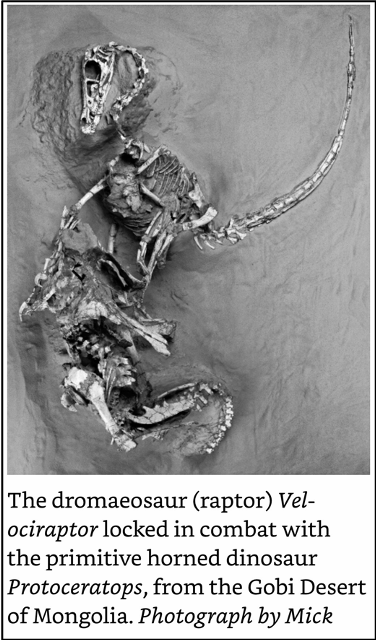 Dromaeosaur Skeleton.png