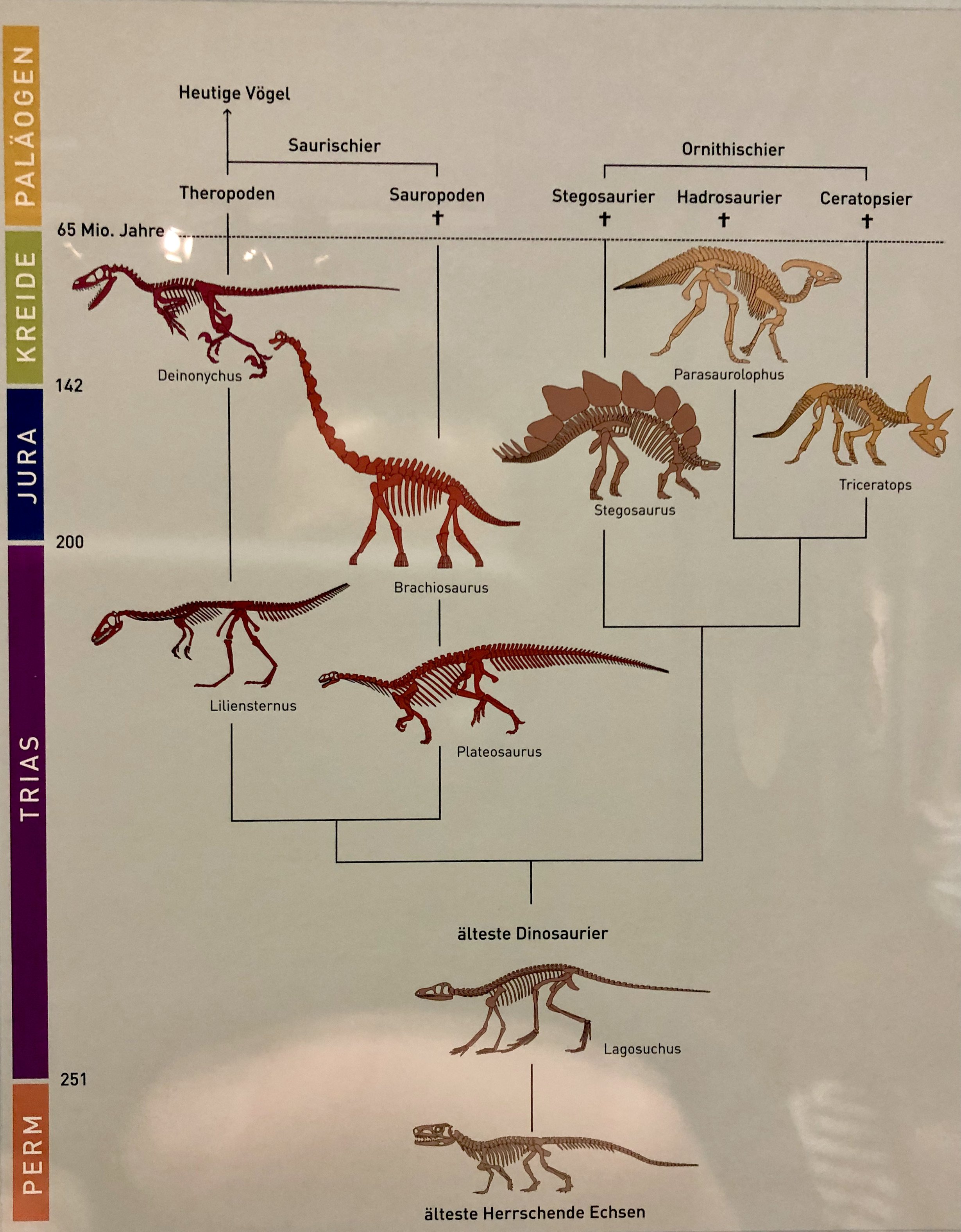 Dinosaur Evolution.jpeg