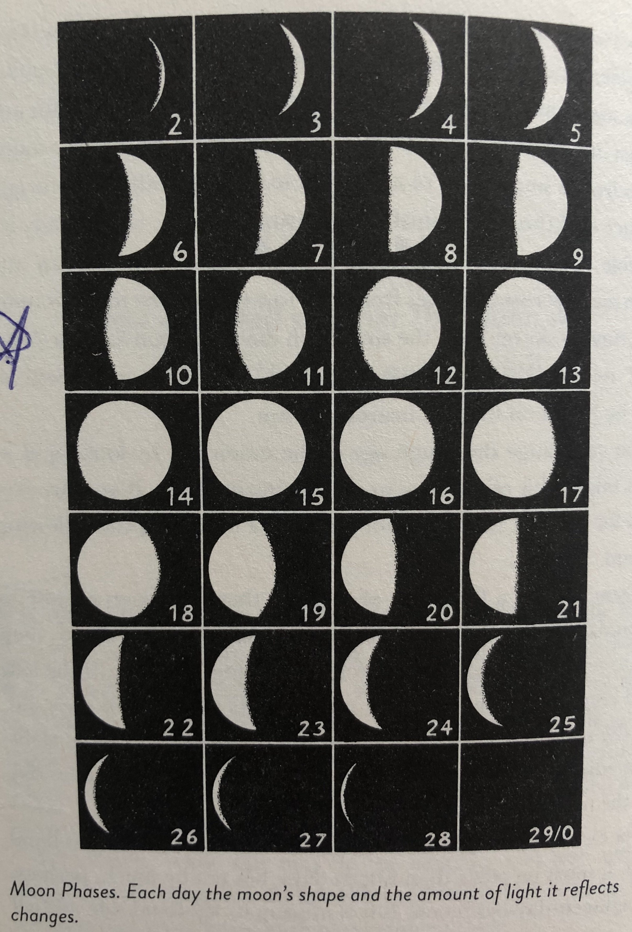 Moon Phases.jpeg