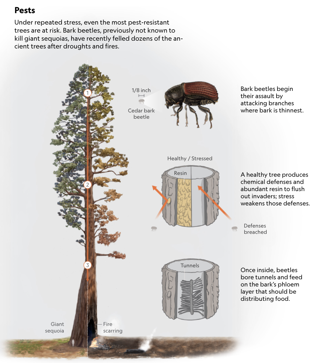 Tree Pests NatGeo.png