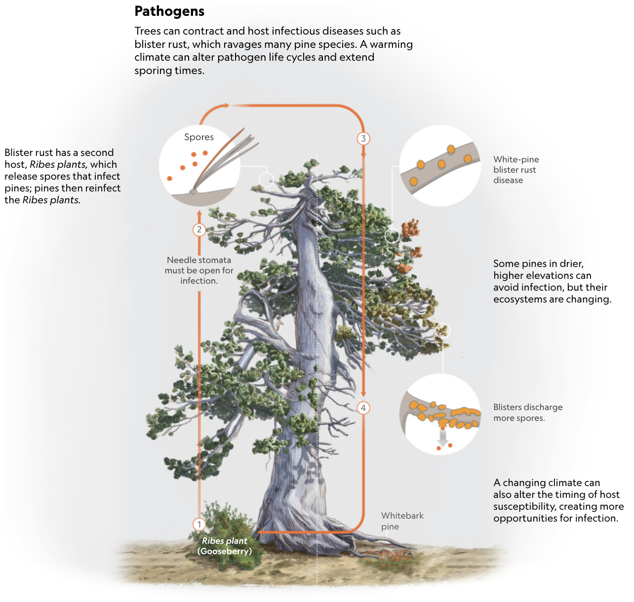 Tree Pathogens NatGeo.png