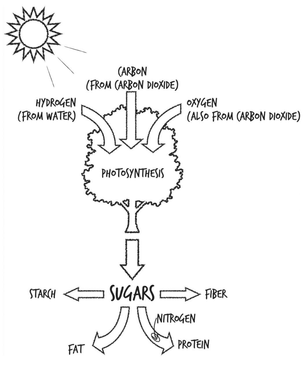 Photosynthetic Sugars.jpeg