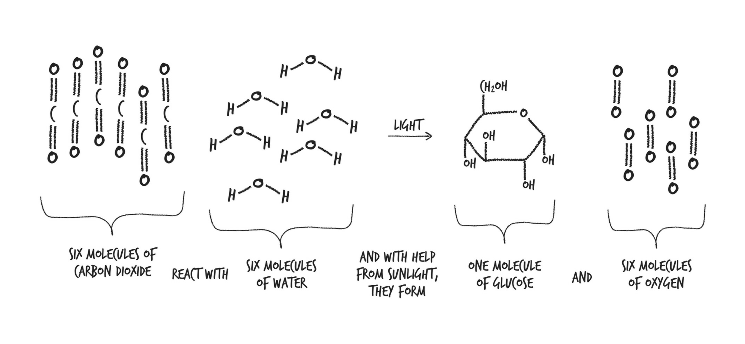 Photosynthesis Chemically.png