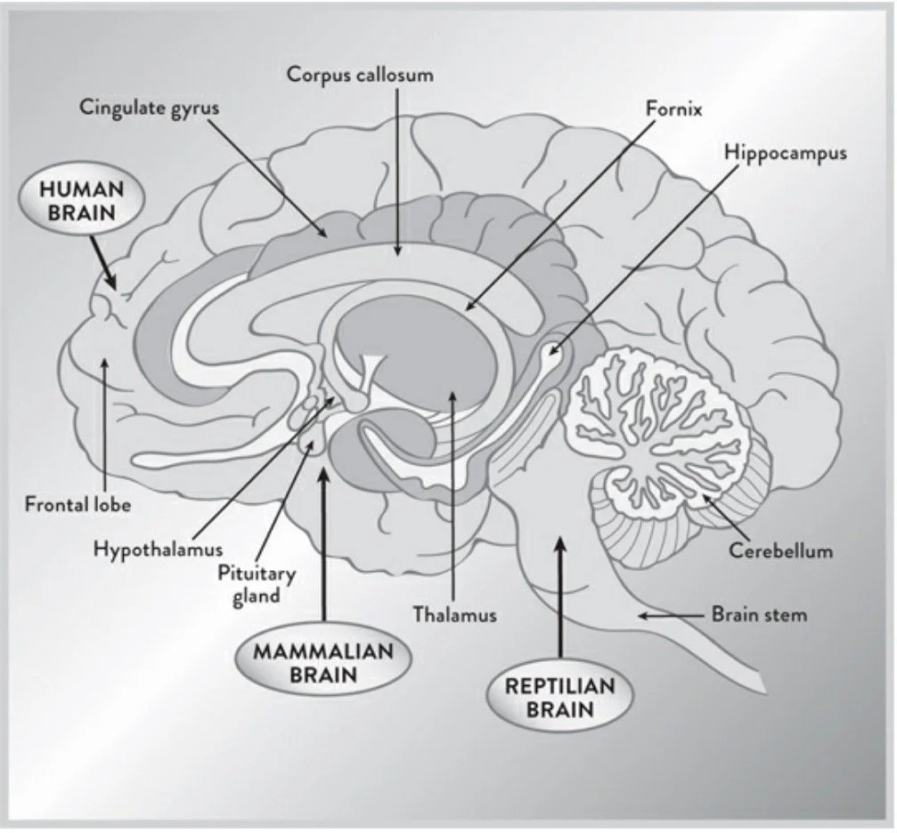 Parts of the Brain.jpeg